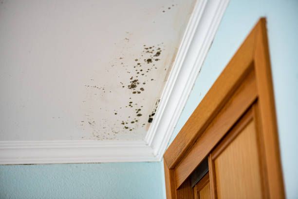 Best Attic Mold Removal  in Von Ormy, TX